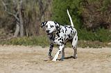 DALMATIEN 025